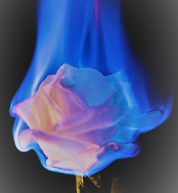 Rose on Fire.jpg