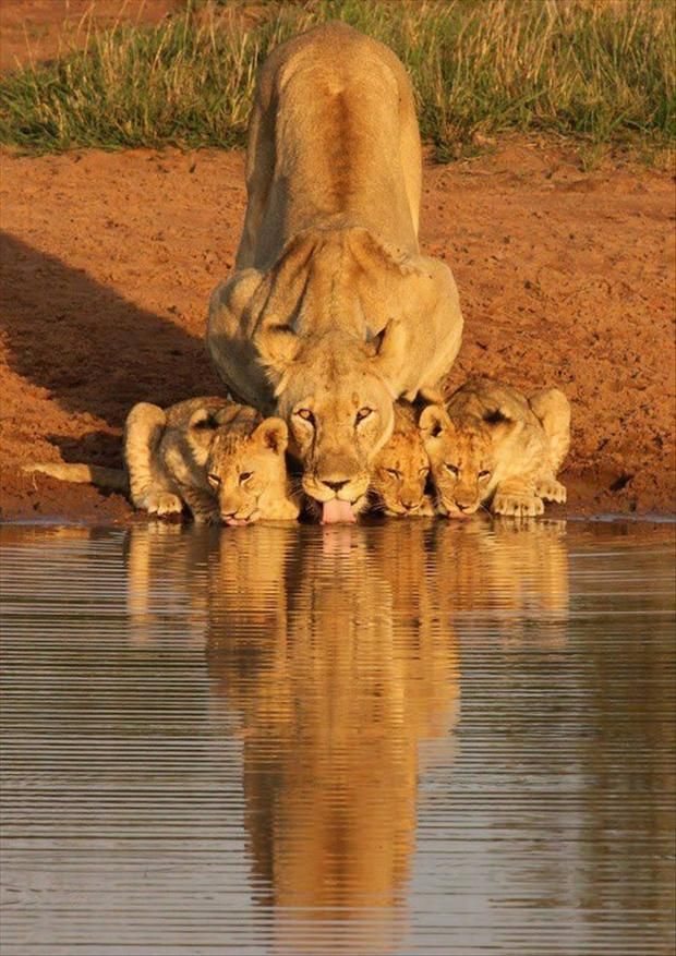 lioness and cubs